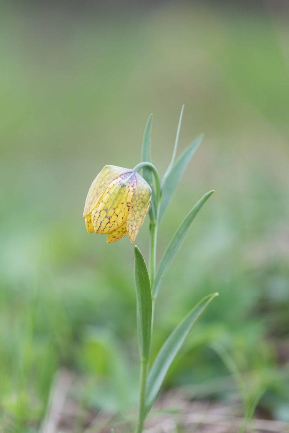 , Александр Земляной