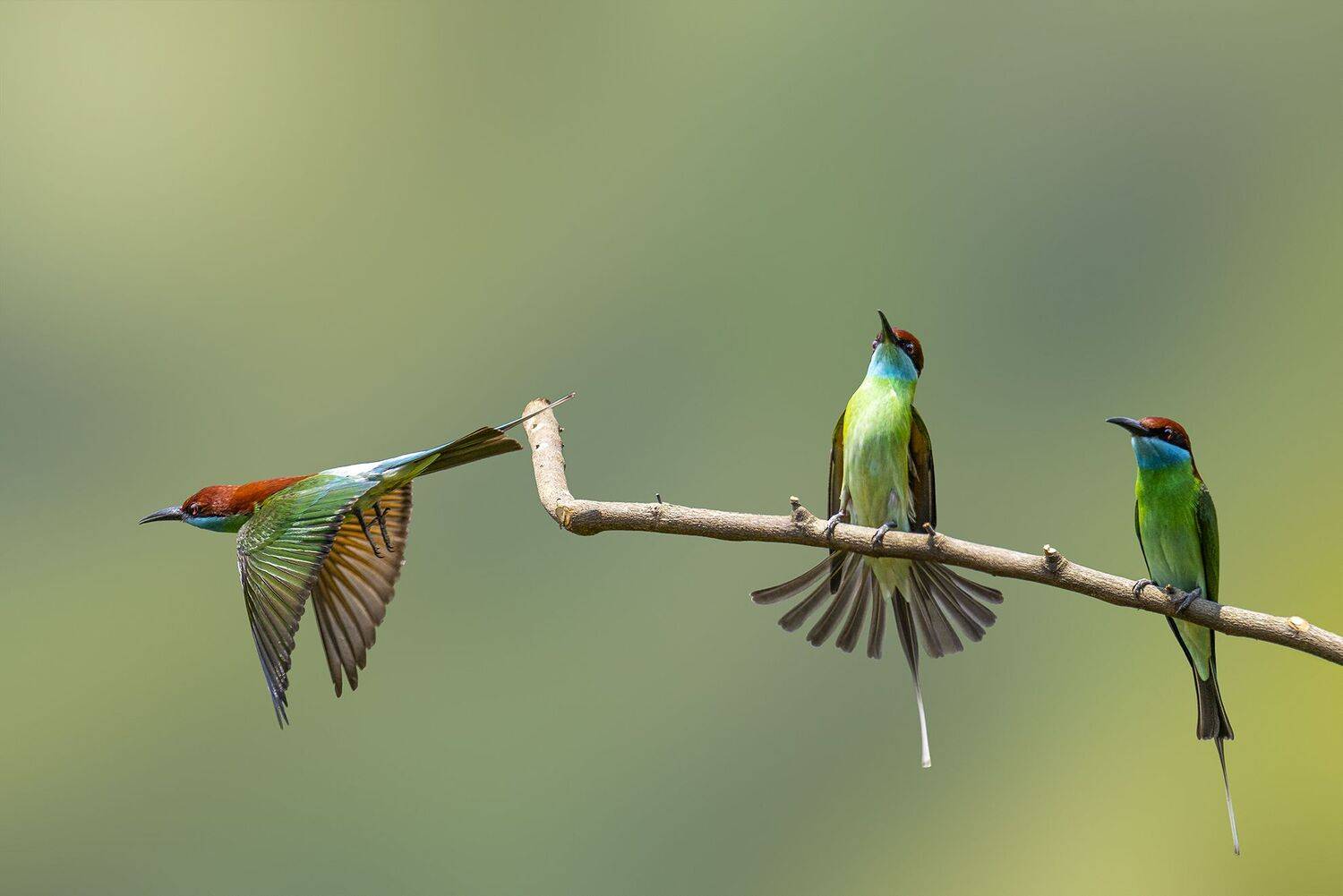 bee-eater, birds, animals, wildlife, Токарев Олег