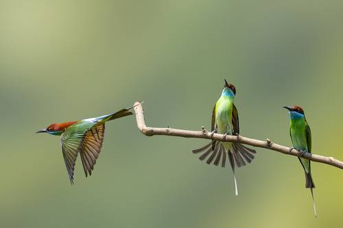 The Blue-throated Bee-eater