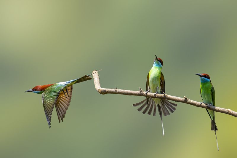bee-eater, birds, animals, wildlife The Blue-throated Bee-eater фото превью