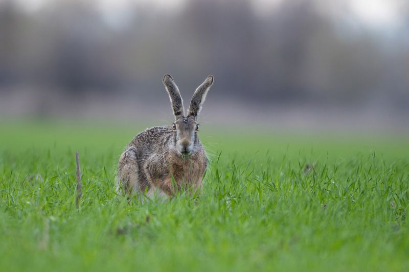 заяц, фотоохота, поле Удивление фото превью