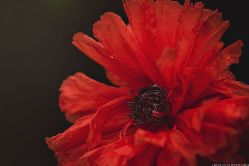 мак *** фото превью