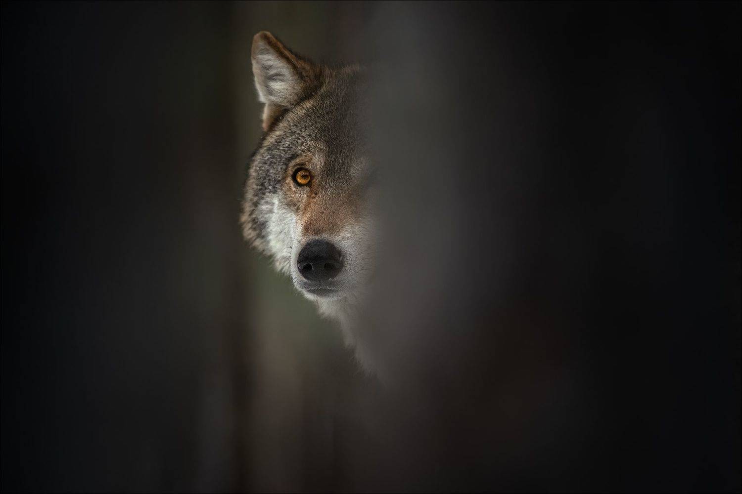 волк, wolf, красная шапочка, беларусь, красный бор, фототур в красный бор, фотоохота, canis lupus, red riding hood, серый волк, обыкновенный волк, евразийский волк, европейский волк, Влад Соколовский