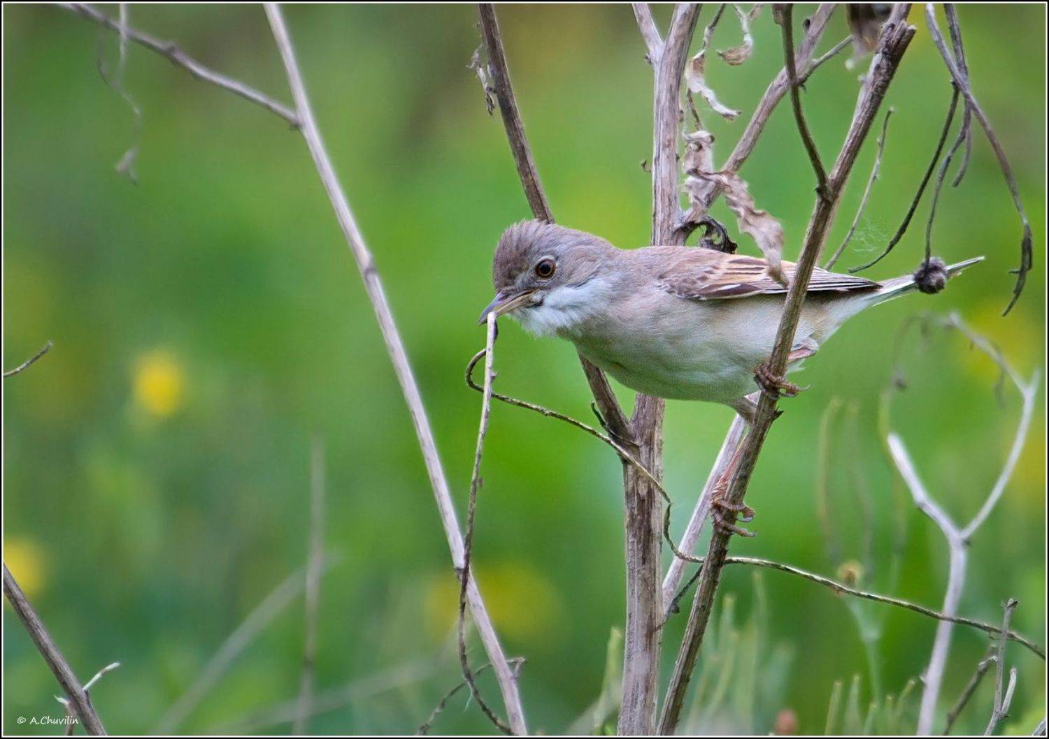 птица,славка,садовая,заботы,гнездо, Александр Чувилин