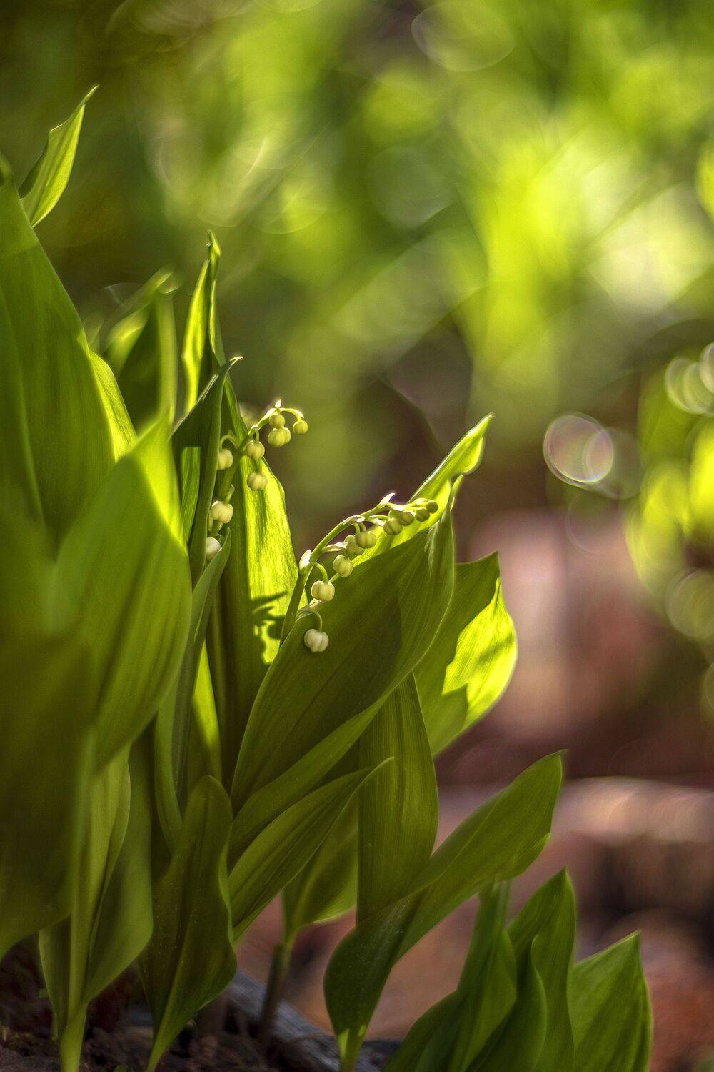 ландыши, вечер, цветы, гелиос 40-2, Александр Игнатьев