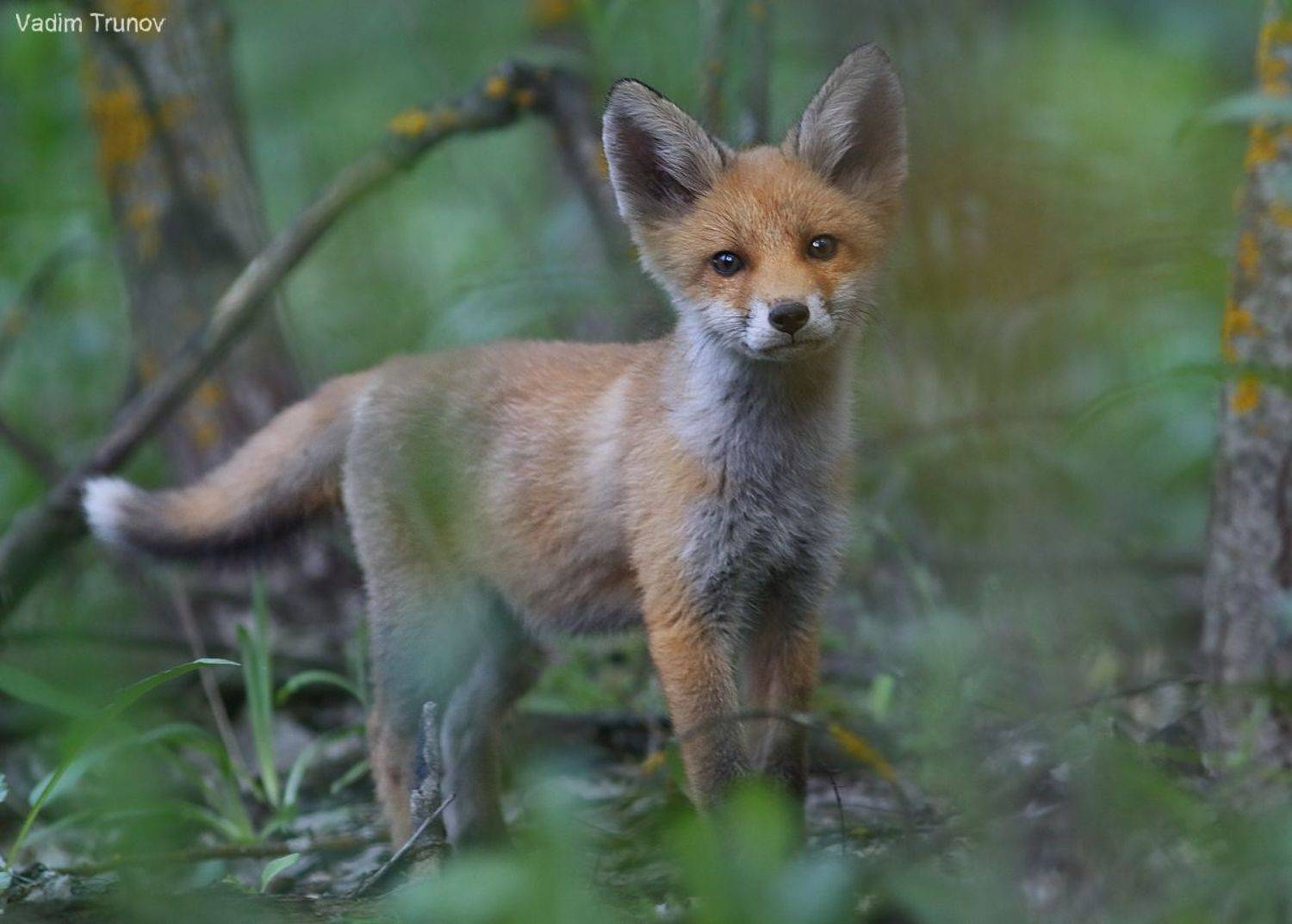 лисёнок, Вадим Трунов