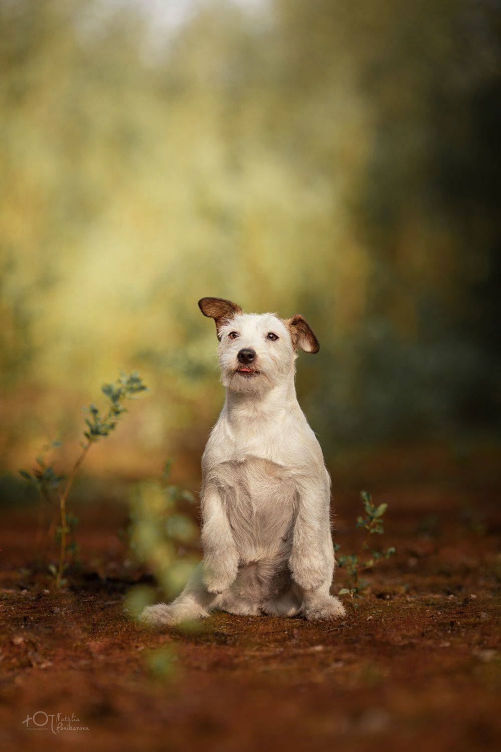 , Наталия Поникарова