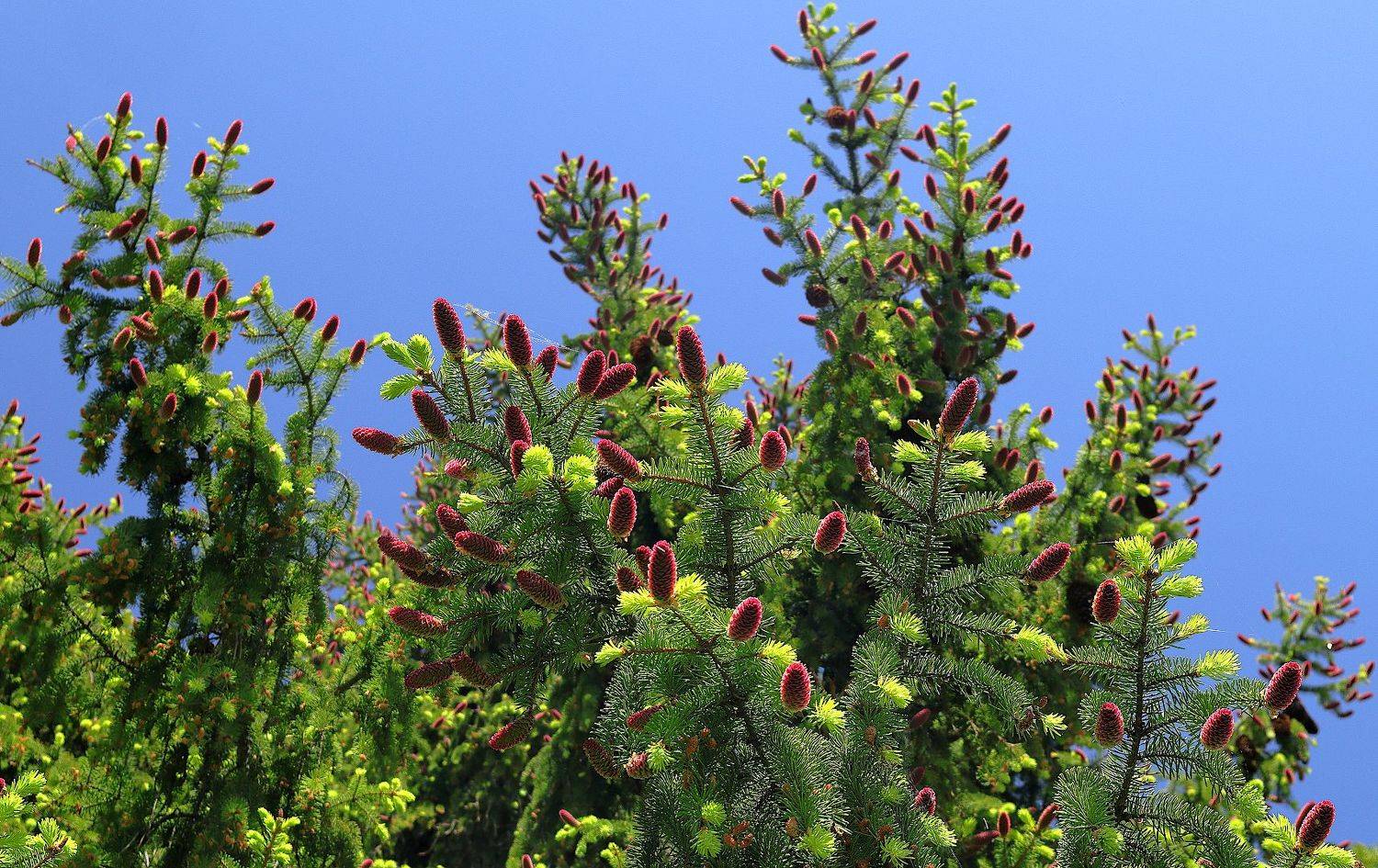 ель шишки, Александр Зорин