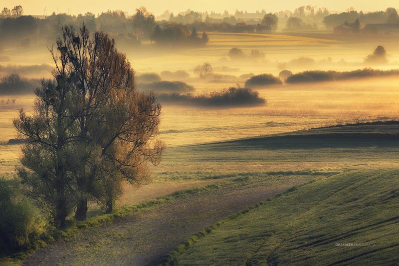 landscape, fields, trees, morning, foggy, sunlight, rpowroznik, spring tales of the field... фото превью