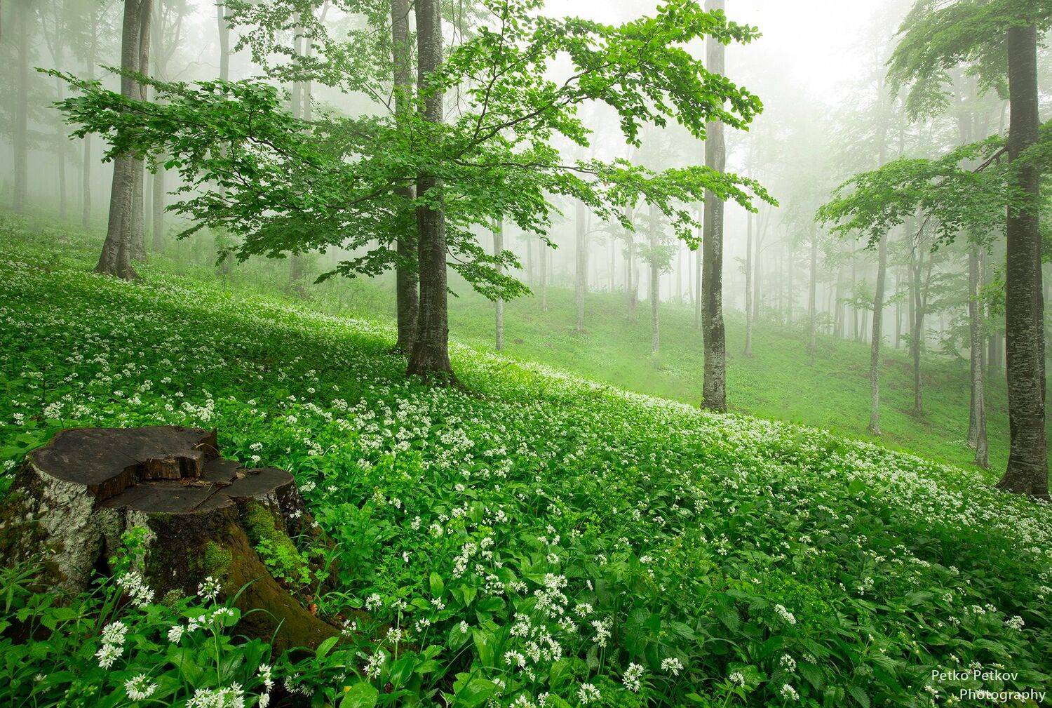 , Петко Петков