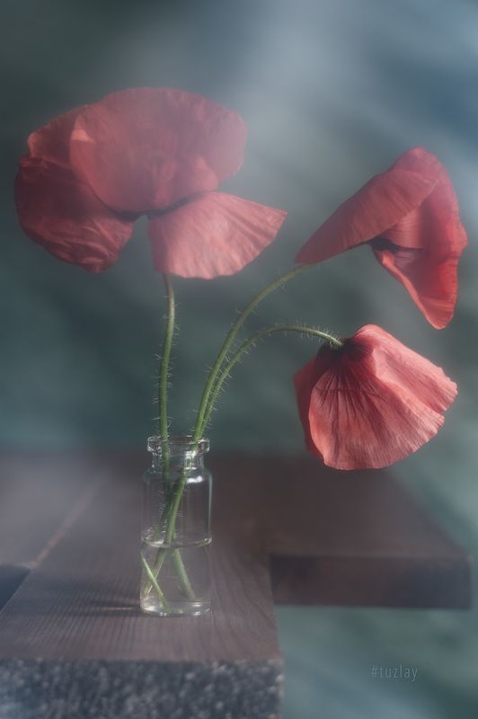 маки Пара этюдов с маками фото превью