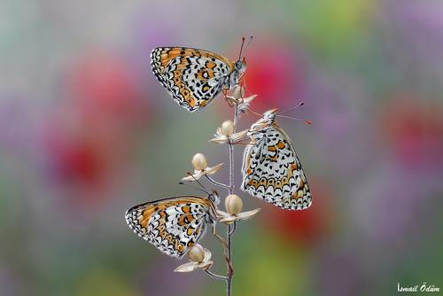 Butterflys