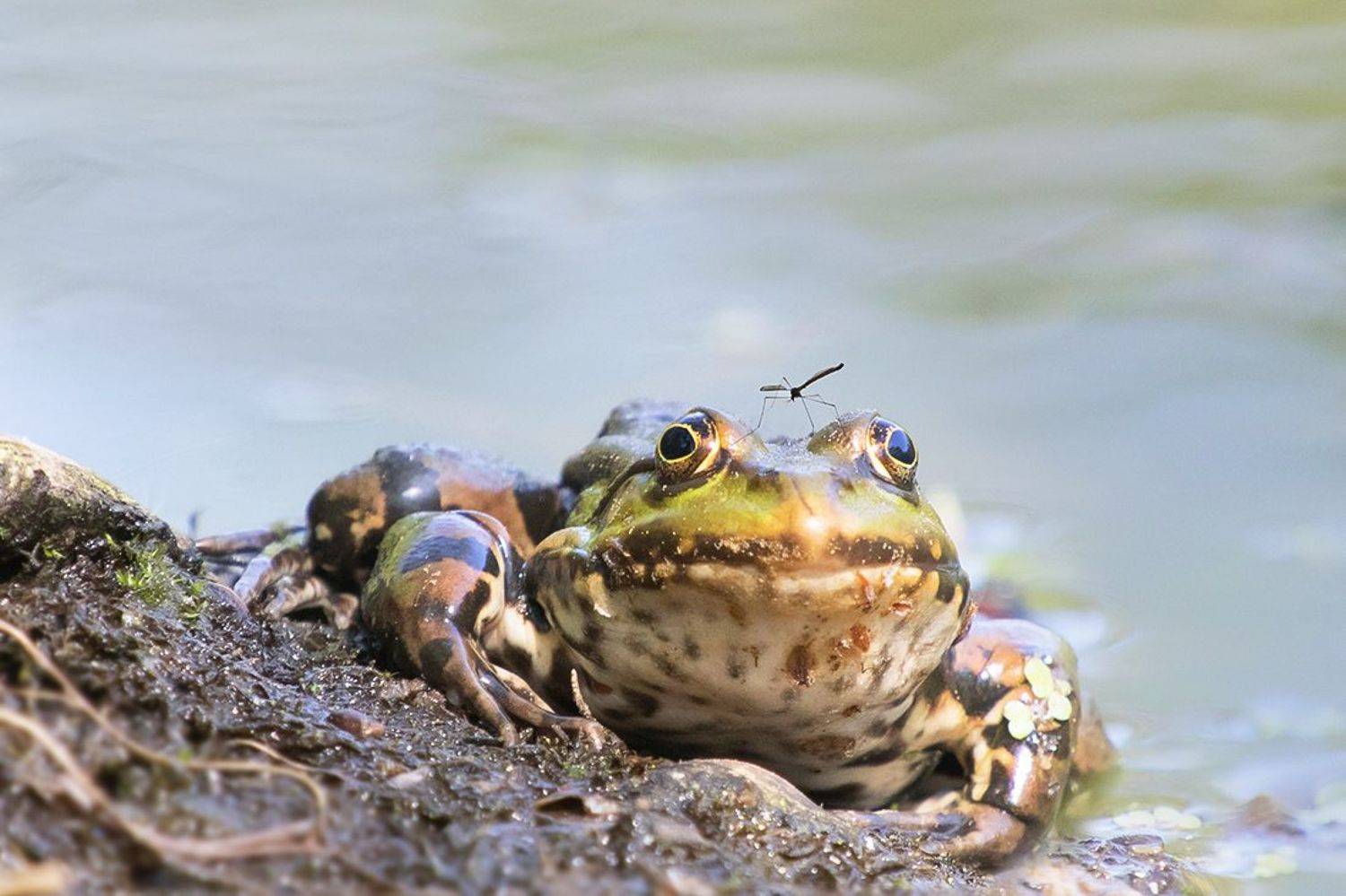 Лягушка, комар, берег, река, Наталия Сытина