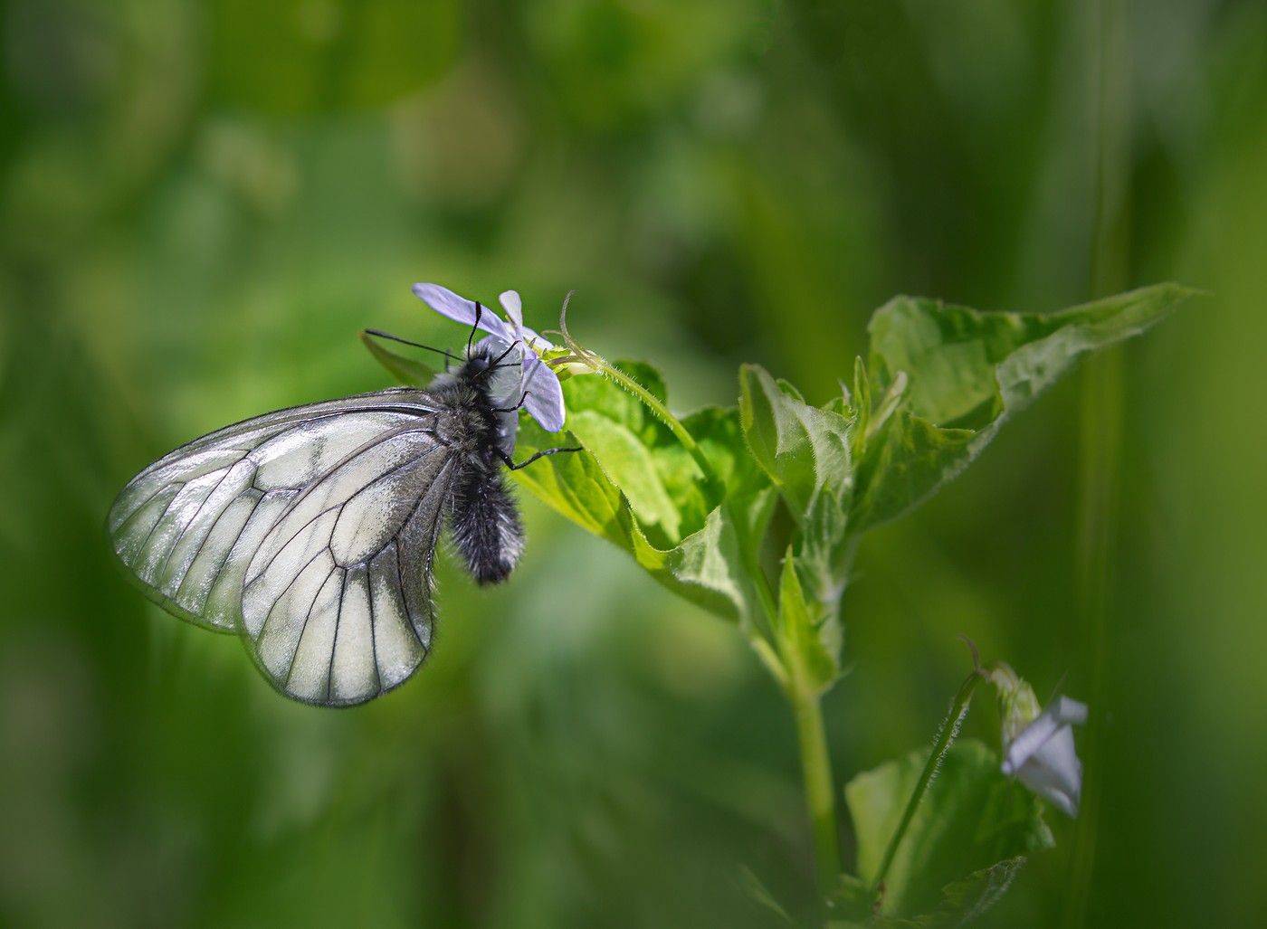 parnassius stubbendorfii апполон парнассиус штубендорфа владивосток остров русский, Евгений Слободской