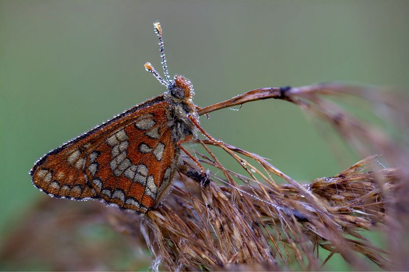Умывшись росой на рассвете фото превью