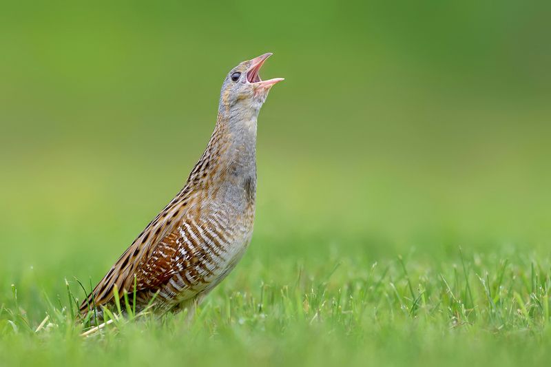 Krzykacz фото превью