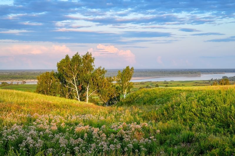 березы, обь, барнаул Березы на берегу Оби фото превью