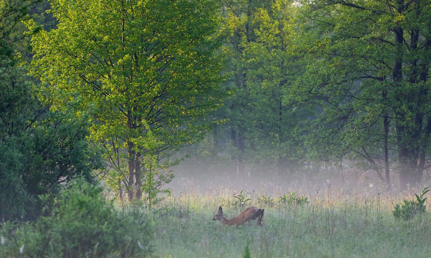 май,утро,лес, косуля,солнце,природа,, Мазурин Евгений