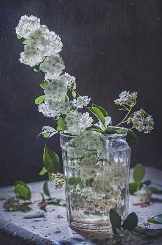 Веточка Спиреи