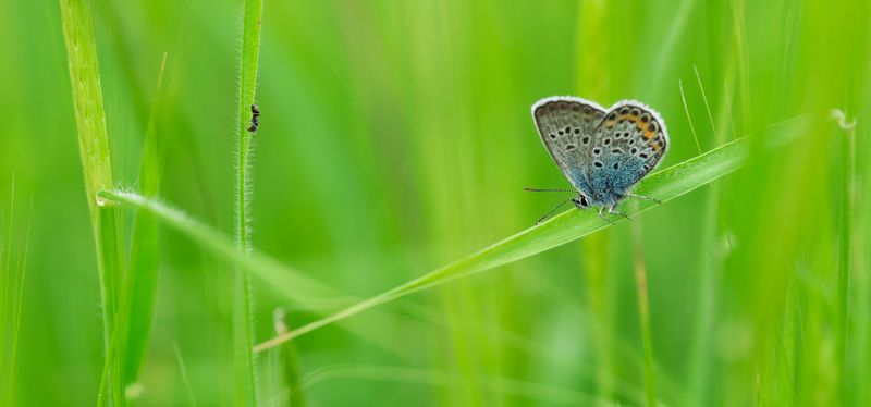 Meeting || Встреча фото превью