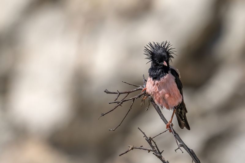 Punks is not dead...Rosy starlings (Pastor Roseus). фото превью