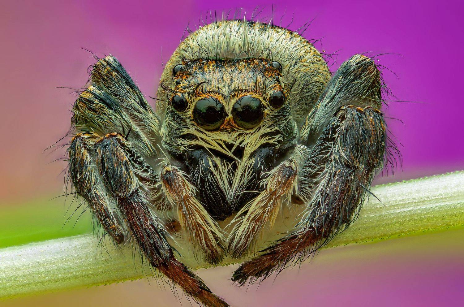 , Иван Радьков