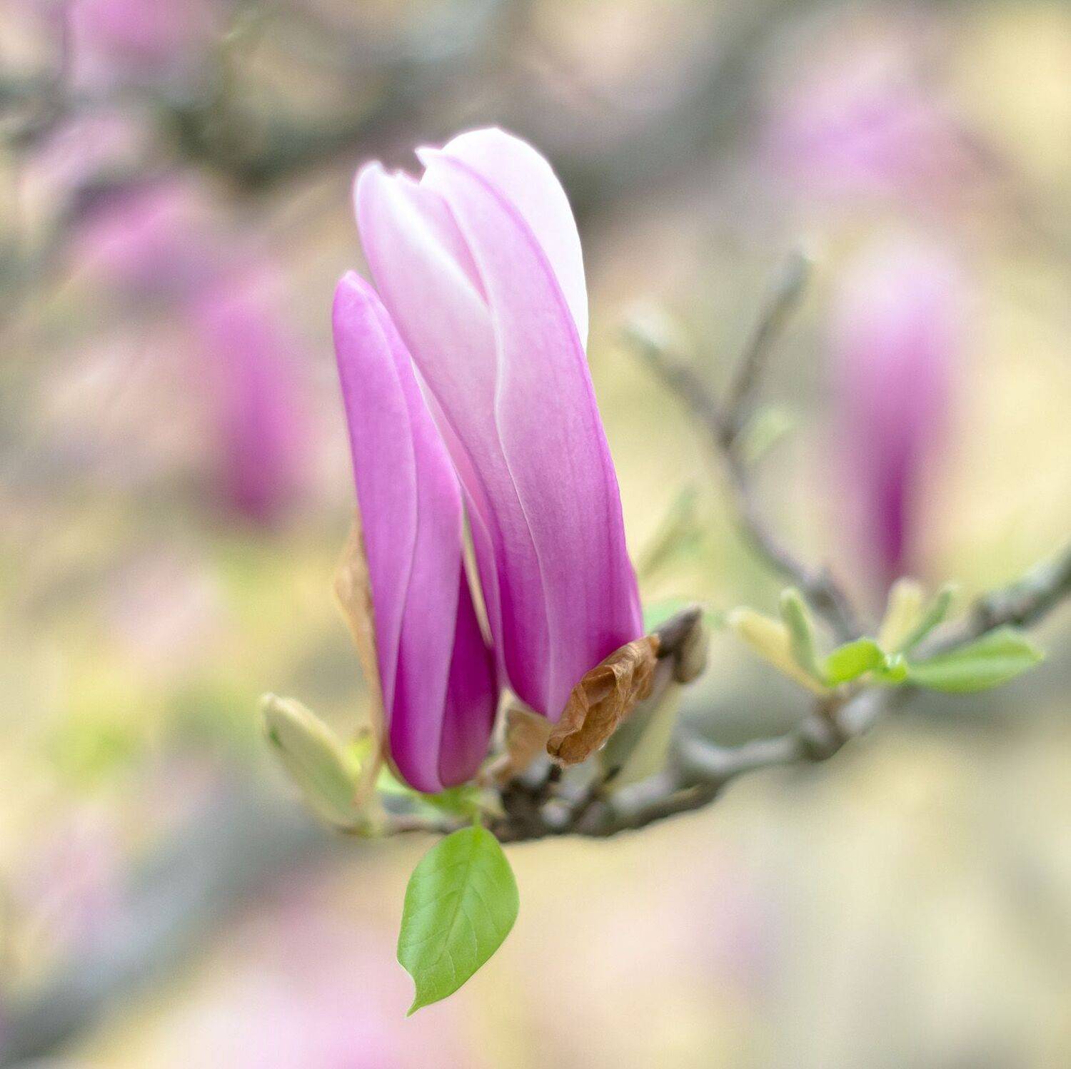 макро,цветы,весна,природа,флора, магнолия,деревья,, Антонина Яновска