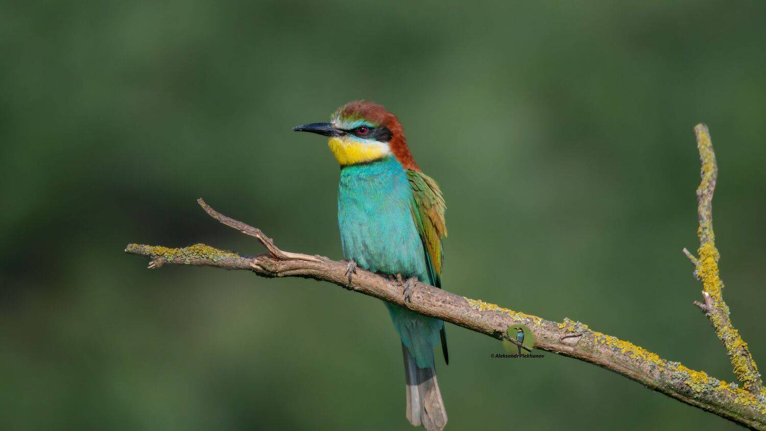 wildlife, Alexander Plekhanov