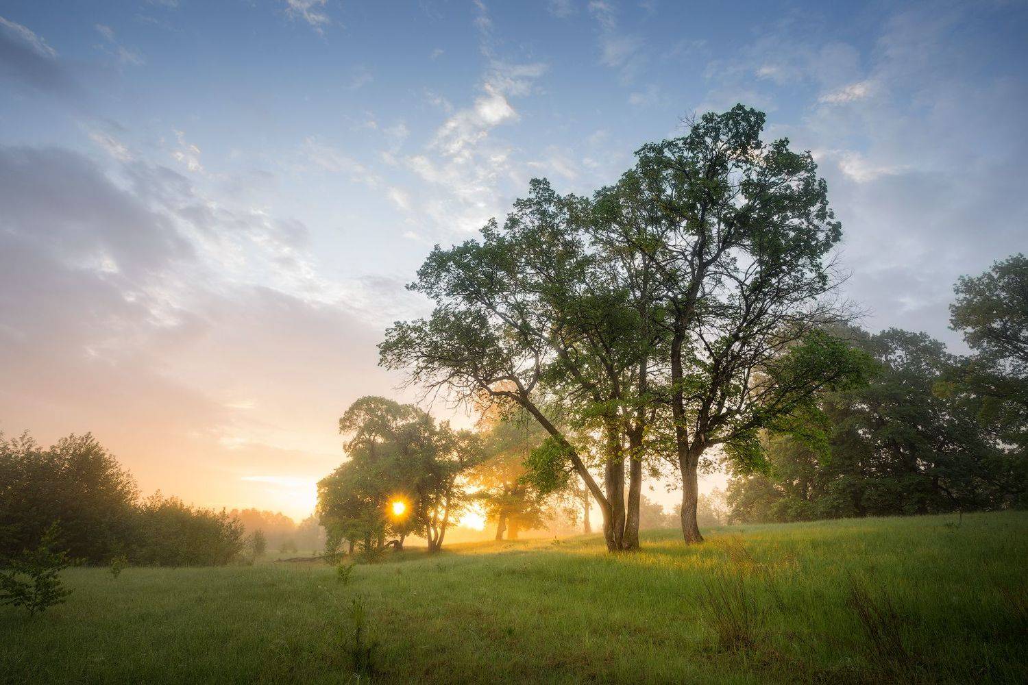 природа утро туман деревья, Михаил Корнилов