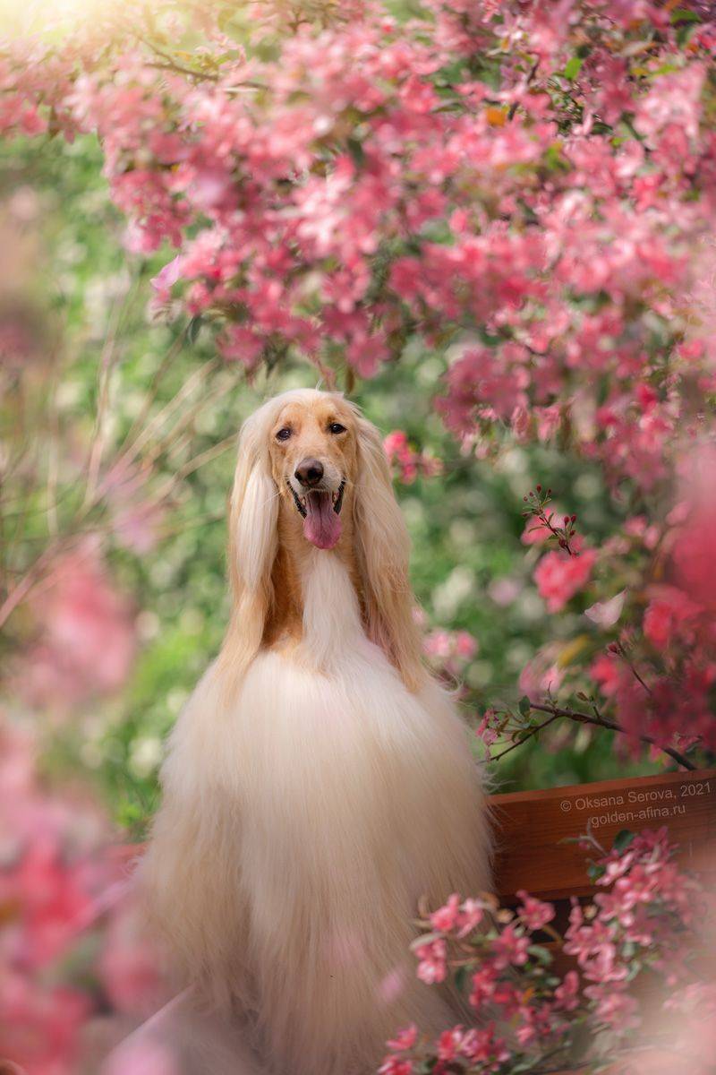 , Оксана Серова