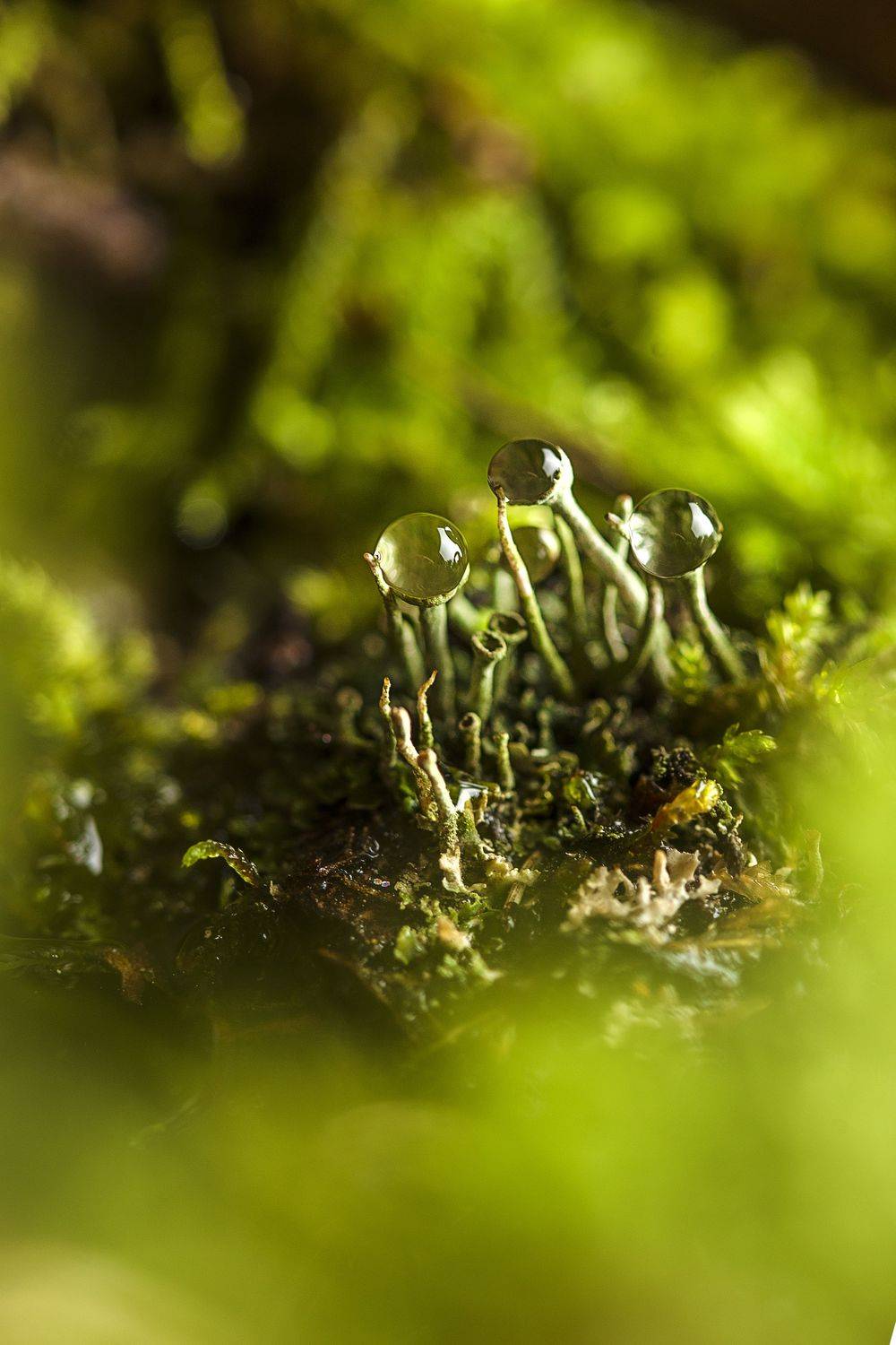 , Йоко Смирнова