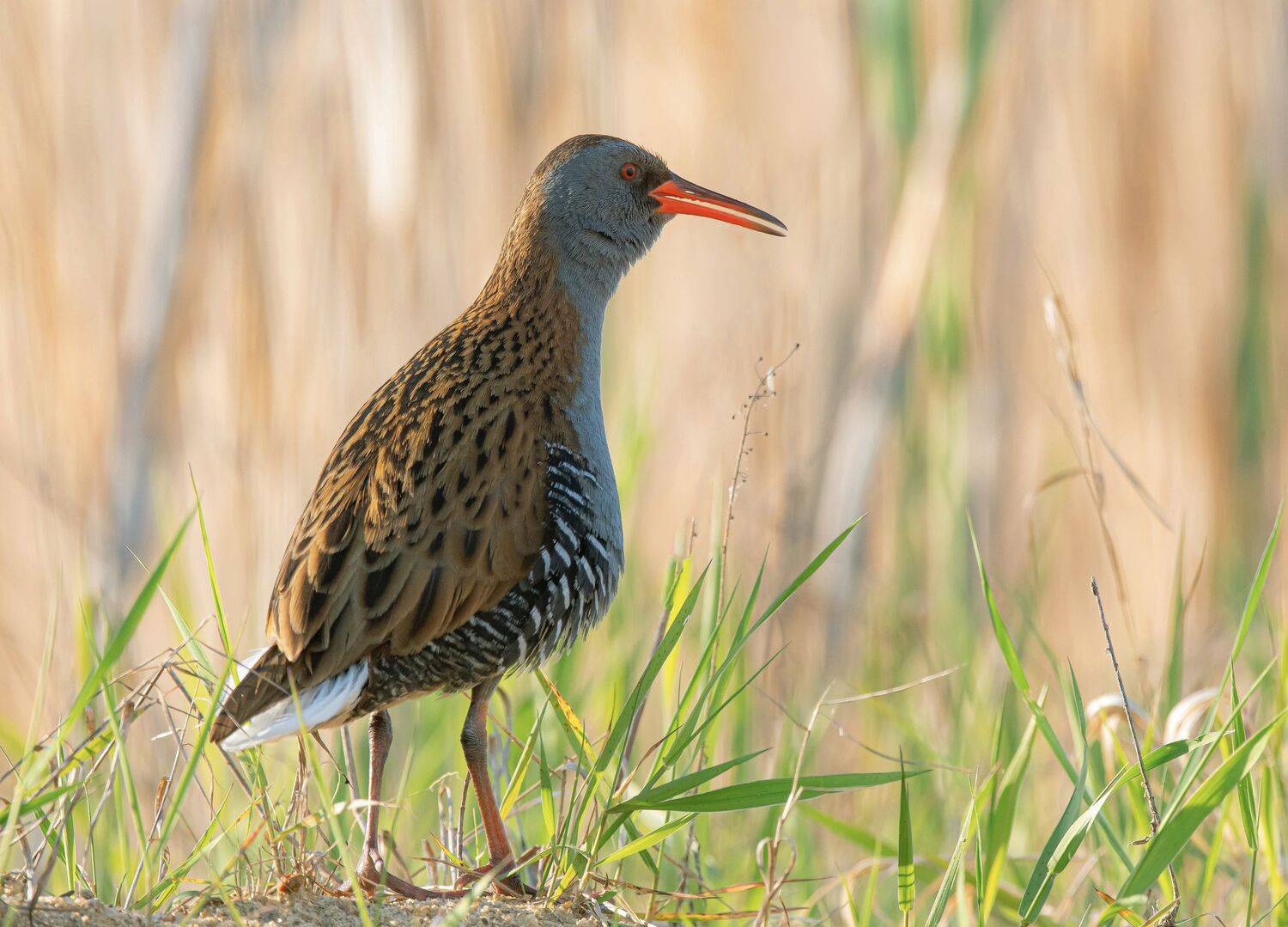птицы,природа, весна, Андрей Киселёв