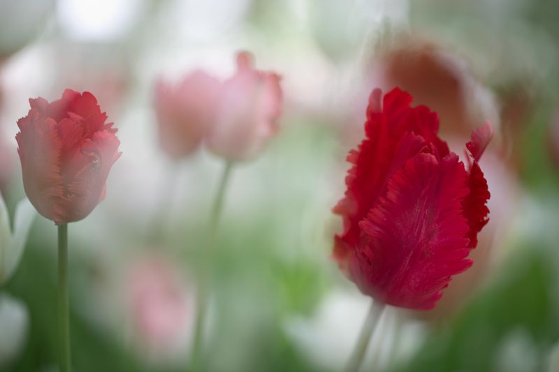 tulips Springtime in the valley of dreams фото превью