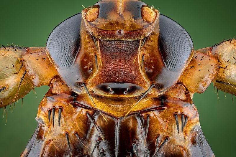 irass, waledzik, nat geo, olympus, close up, macro, extreme macro, макро Lipoptena cervi. фото превью