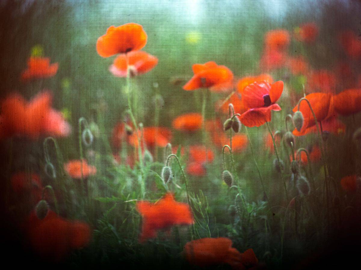 #haruhisa, Татьяна Аверина