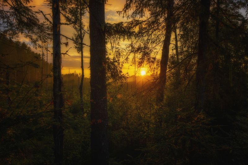 пейзаж, природа россии, закат, лес, природа Сказочный лес фото превью