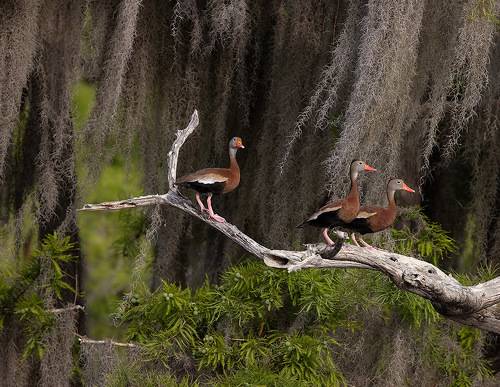 Black-Bellied Whistling Duck -Чернобрюхая свистящая утка