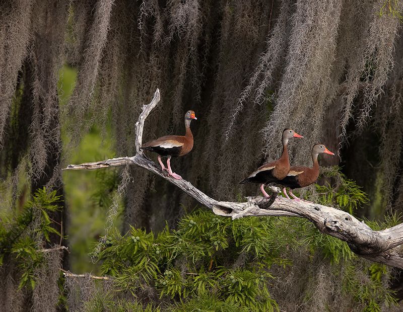 утка, duck, флорида, florida, black-bellied whistling duck Black-Bellied Whistling Duck -Чернобрюхая свистящая утка фото превью