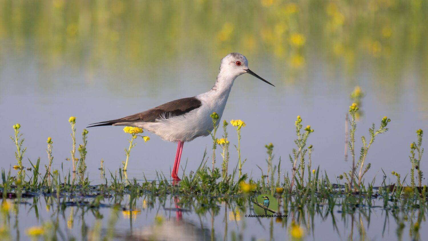 wildlife, Alexander Plekhanov