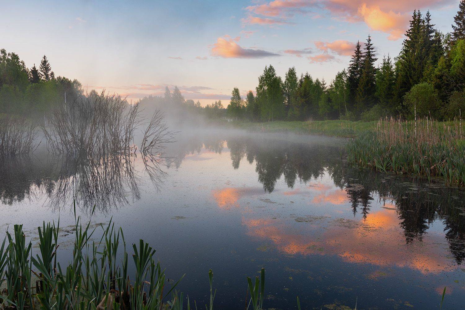 , Дмитрий Асеев