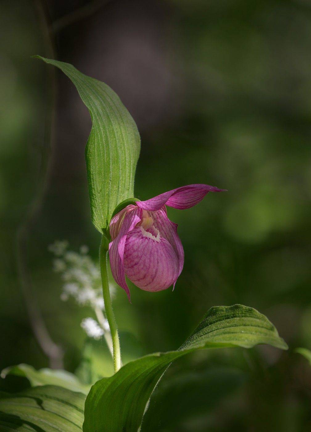 башмачок крупноцветковый владивосток остров русский май, Евгений Слободской