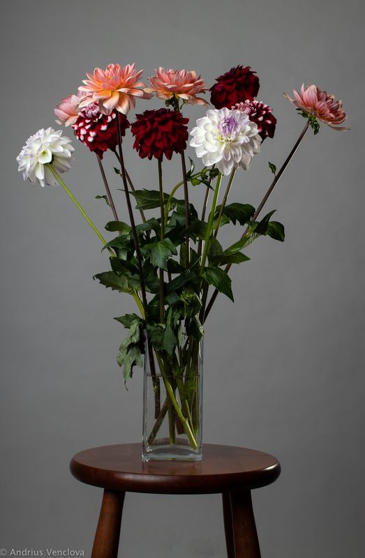 Георгины фото превью