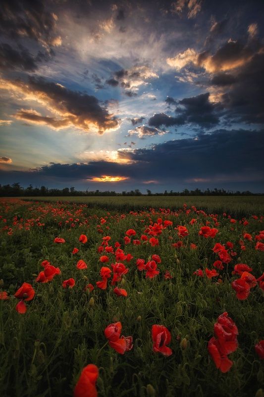 Краснодар, лето,маки,рейзажи,природа Огненные маки фото превью