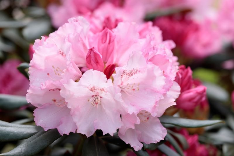 рододендрон, растение, природа, цветы Рододендрон фото превью