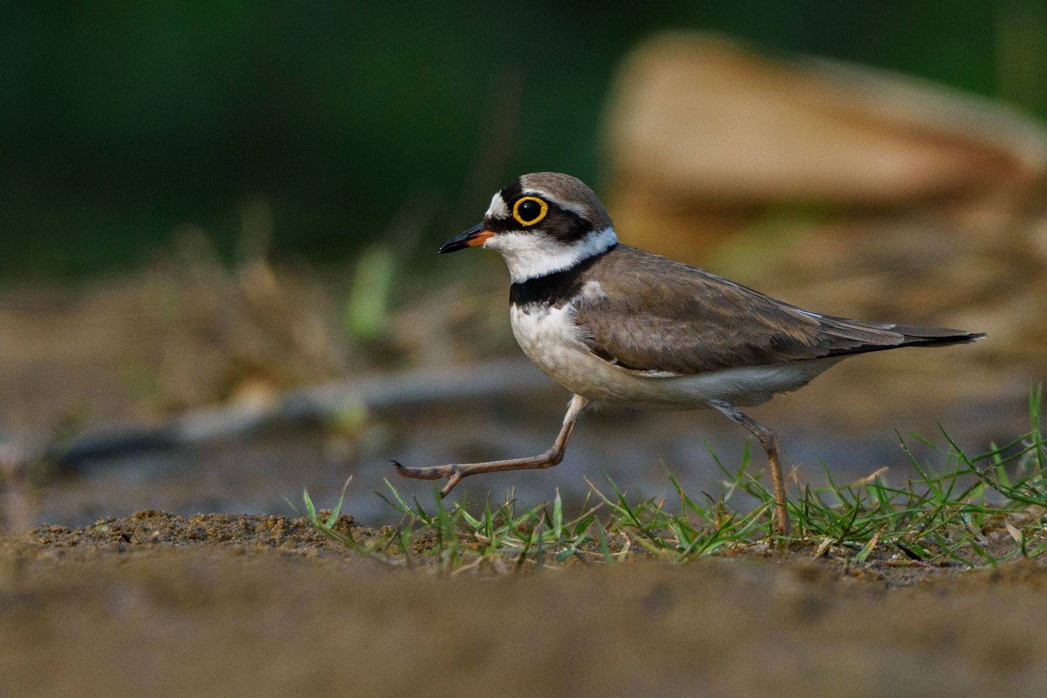 wildlife, bird, animal, nature, 2021, forest, river birds,, Pinak Paul