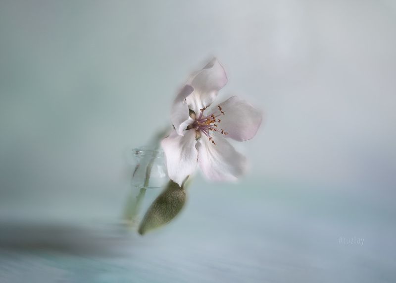 айва, цветение Фантазия с цветком айвы фото превью