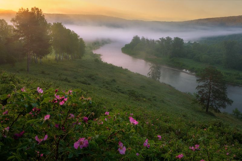 юрюзань, шиповник Шипы и розы фото превью