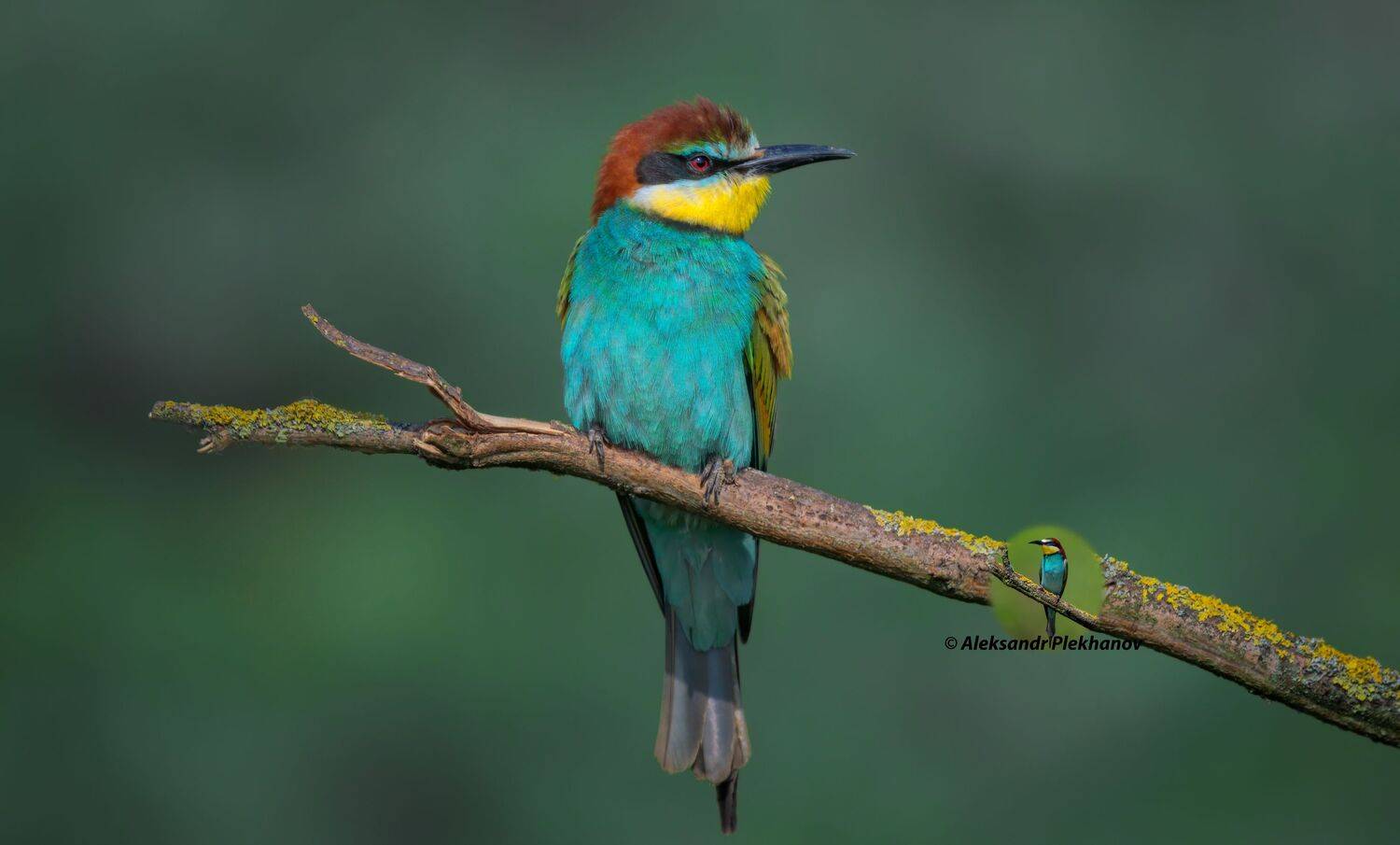 wildlife, Alexander Plekhanov