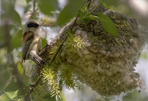 строитель.. (ремез)