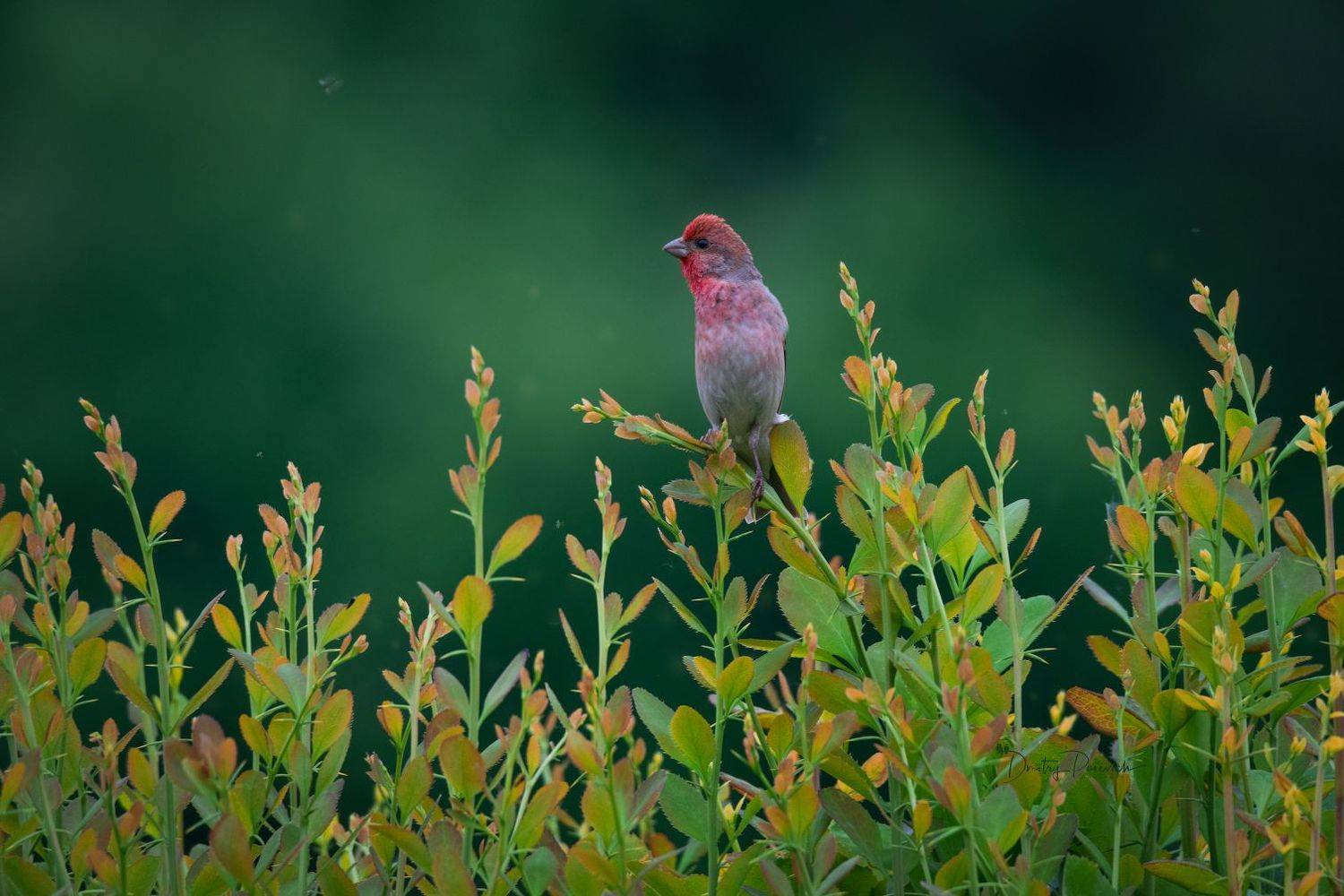 природа, лес, поля, огороды, животные, птицы, макро, Дмитрий Посевич
